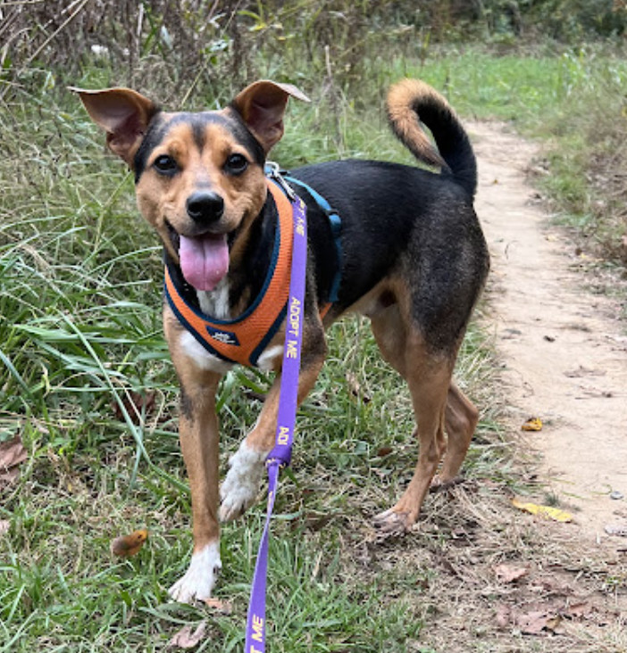 Scout, an adoptable Feist, Mixed Breed in Chapel Hill, NC, 27517 | Photo Image 1