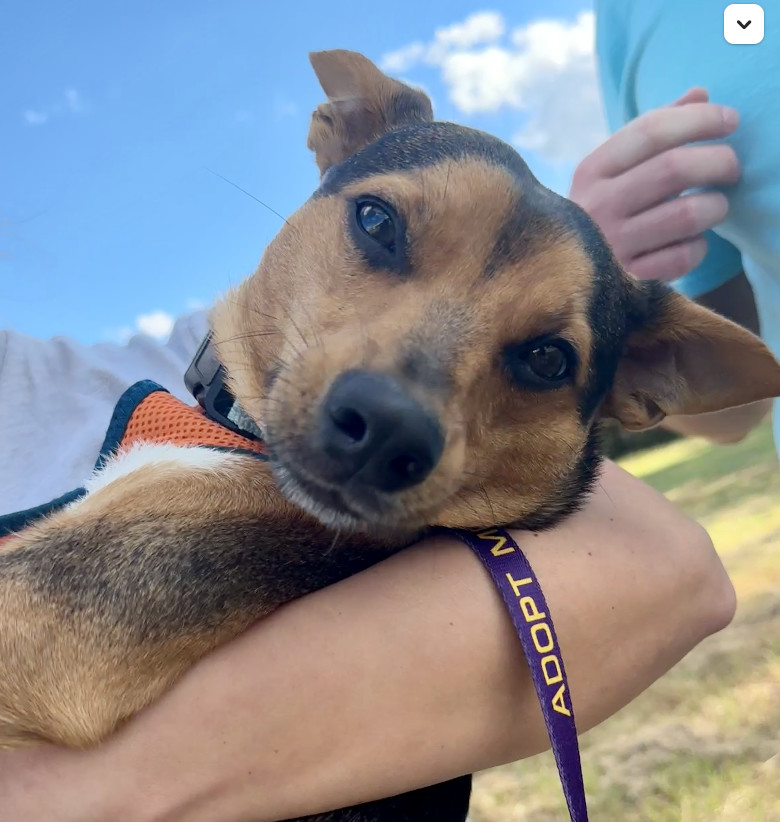 Scout, an adoptable Feist, Mixed Breed in Chapel Hill, NC, 27517 | Photo Image 1