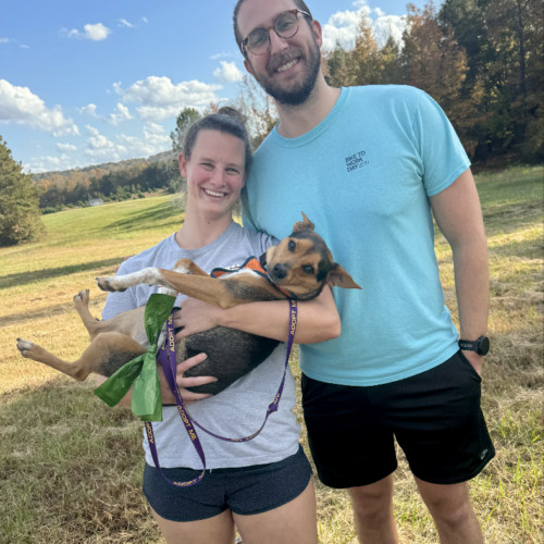 Scout, an adoptable Feist, Mixed Breed in Chapel Hill, NC, 27517 | Photo Image 4