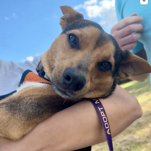 Scout, an adoptable Feist, Mixed Breed in Chapel Hill, NC, 27517 | Photo Image 5