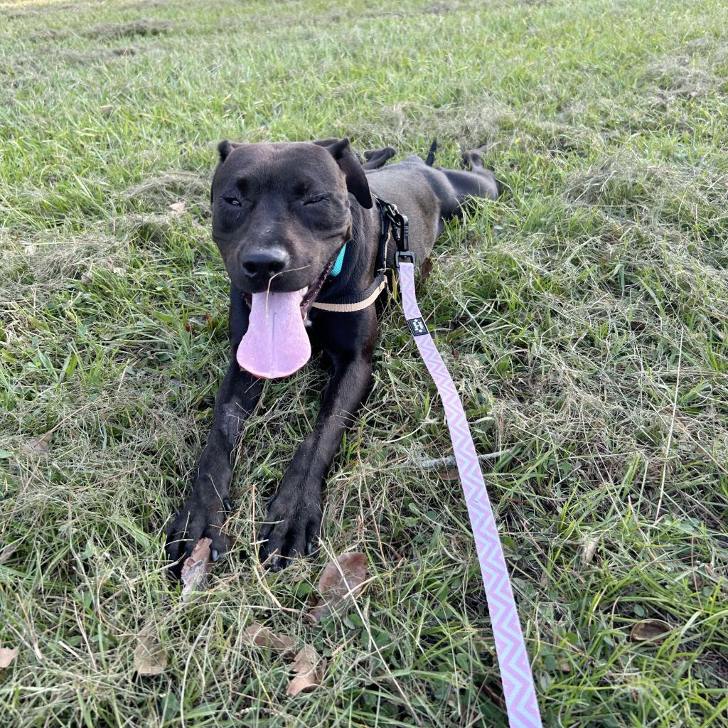 Sammie (Sampson)
