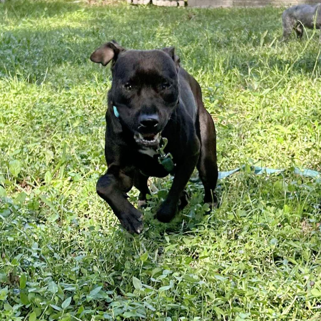 Sammie (Sampson)