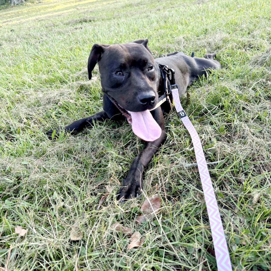 Sammie (Sampson)