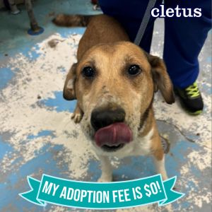 Cletus, Senior Male Mixed Breed