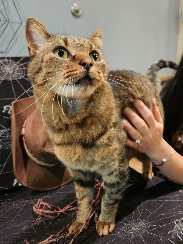 Steppes, an adoptable Domestic Short Hair in Duluth, MN, 55802 | Photo Image 1