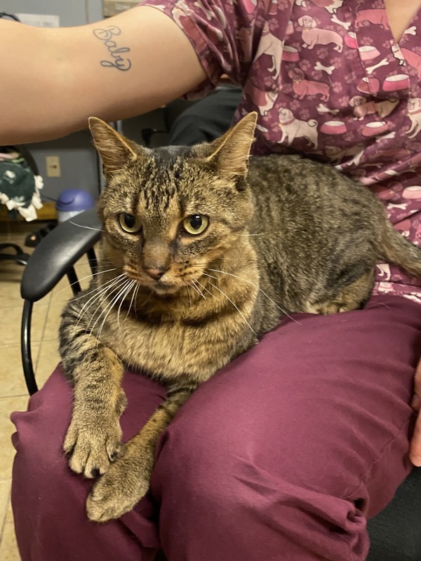 Steppes, an adoptable Domestic Short Hair in Duluth, MN, 55802 | Photo Image 3