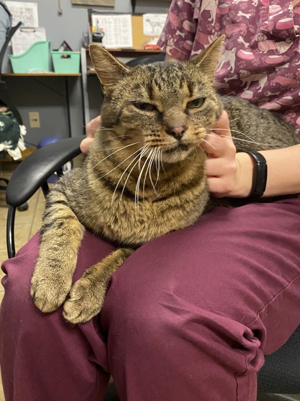 Steppes, an adoptable Domestic Short Hair in Duluth, MN, 55802 | Photo Image 4