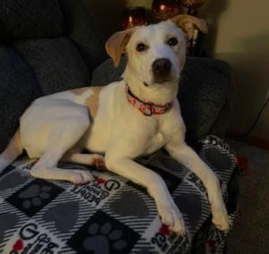 Cordelia, Adult Female Labrador Retriever