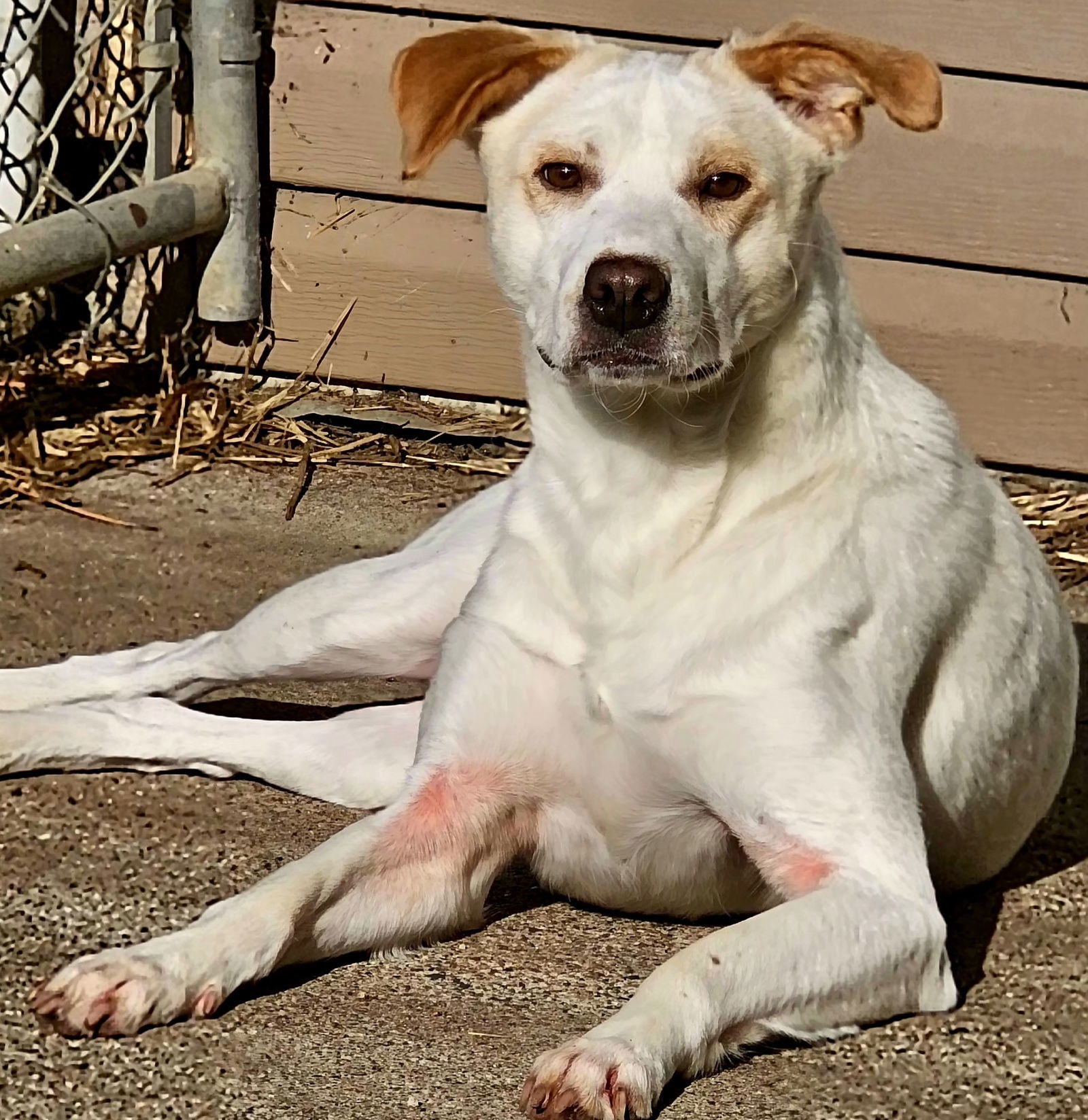 Cordelia*, an adoptable Labrador Retriever in Brooklyn Center, MN, 55429 | Photo Image 1