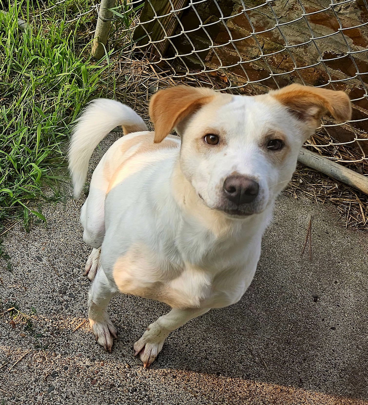 Cordelia*, an adoptable Labrador Retriever in Brooklyn Center, MN, 55429 | Photo Image 3