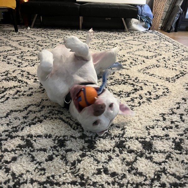 Yogi