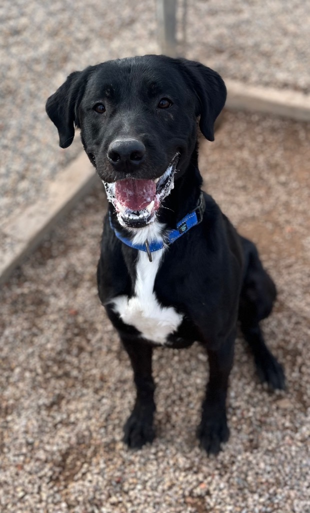 Knight, an adoptable Labrador Retriever, Mixed Breed in Gillette, WY, 82716 | Photo Image 1