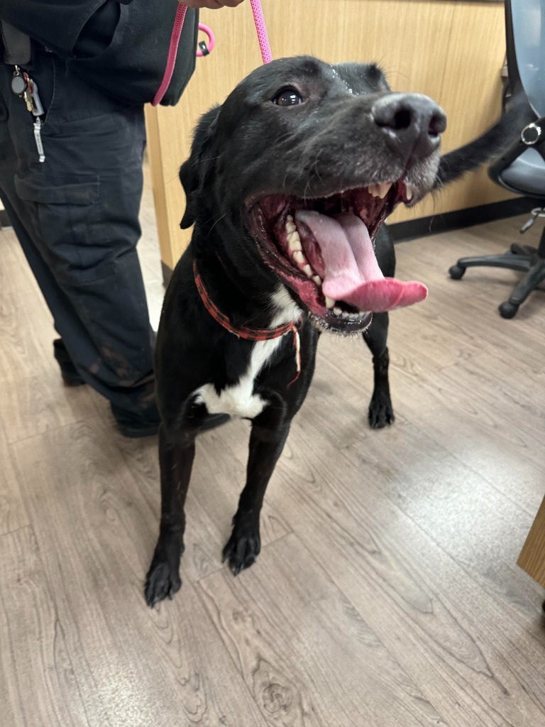 Knight, an adoptable Labrador Retriever, Mixed Breed in Gillette, WY, 82716 | Photo Image 2