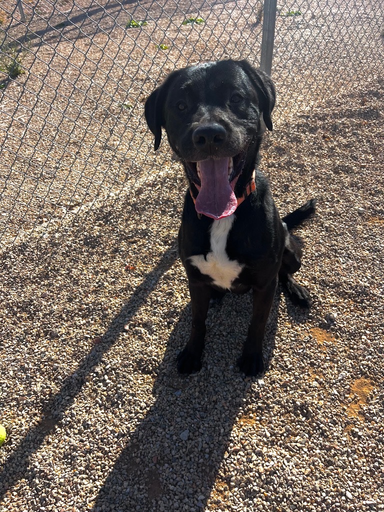 Knight, an adoptable Labrador Retriever, Mixed Breed in Gillette, WY, 82716 | Photo Image 3