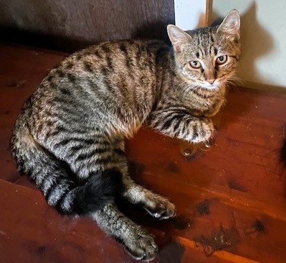 Cruz, an adoptable American Shorthair in Forrest City, AR, 72335 | Photo Image 1