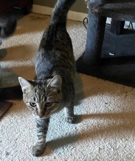 Cruz, an adoptable American Shorthair in Forrest City, AR, 72335 | Photo Image 2