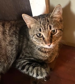Cruz, an adoptable American Shorthair in Forrest City, AR, 72335 | Photo Image 3