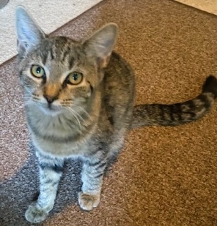 Colette, an adoptable American Shorthair in Forrest City, AR, 72335 | Photo Image 1