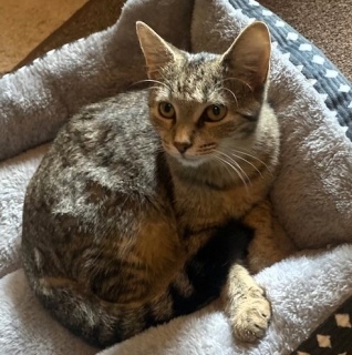 Colette, an adoptable American Shorthair in Forrest City, AR, 72335 | Photo Image 2