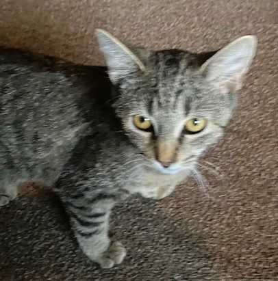 Colette, an adoptable American Shorthair in Forrest City, AR, 72335 | Photo Image 3