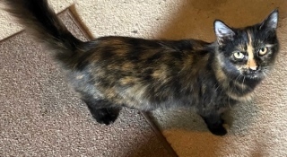 Bali, an adoptable American Shorthair in Forrest City, AR, 72335 | Photo Image 2