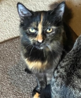 Bali, an adoptable American Shorthair in Forrest City, AR, 72335 | Photo Image 3