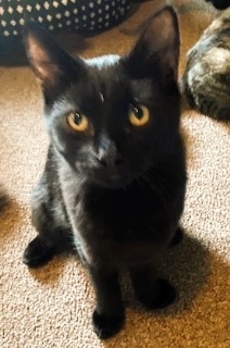 Bobby, an adoptable American Shorthair in Forrest City, AR, 72335 | Photo Image 2