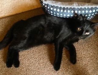 Bobby, an adoptable American Shorthair in Forrest City, AR, 72335 | Photo Image 3