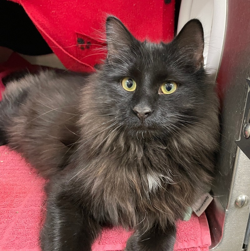 Cat for adoption Wybie, a Domestic Long Hair & Domestic Short Hair