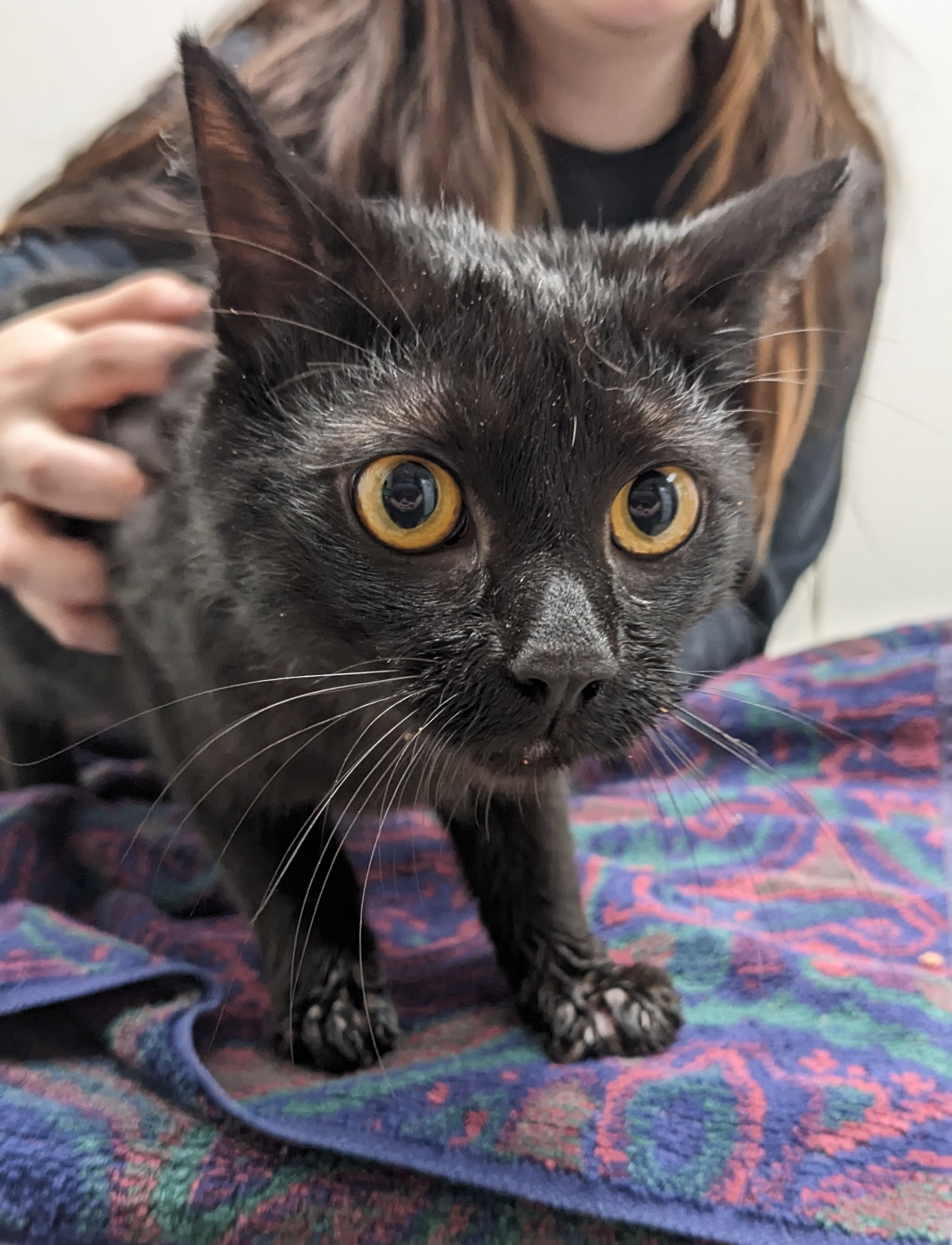 Cat for adoption Stanley Steamer Carpet Cleaner, a Domestic Short