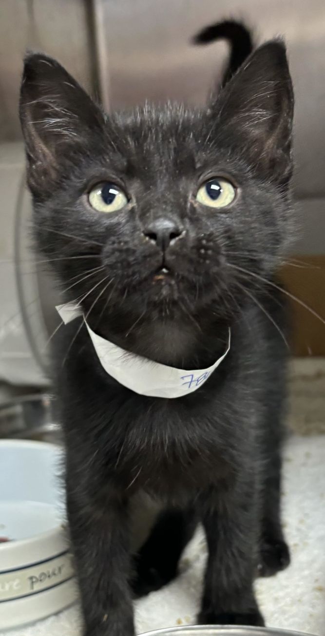 Cat for adoption 78438a BatmanPetSmart Mt. Pleasant, a Domestic