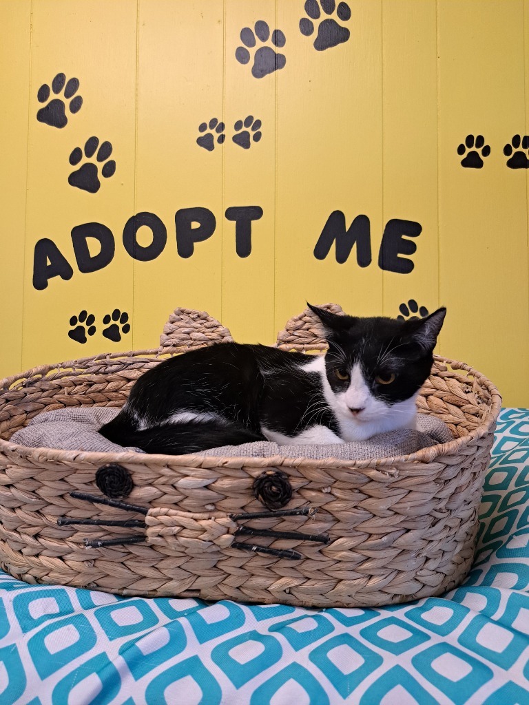 Tiny-O, an adoptable Domestic Short Hair in Lemoore, CA, 93245 | Photo Image 1