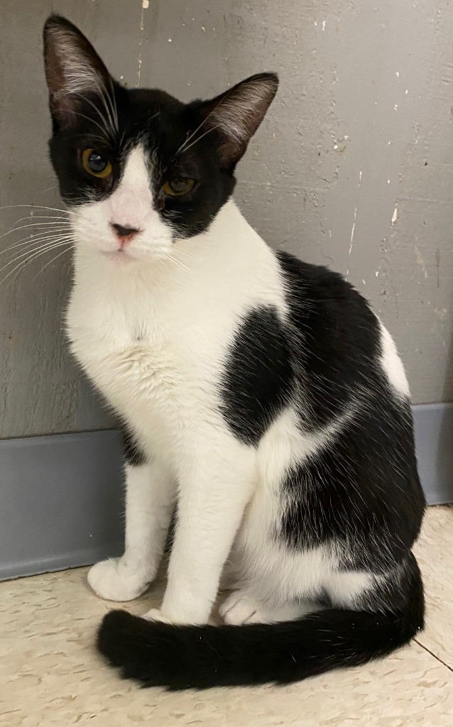 Tiny-O, an adoptable Domestic Short Hair in Lemoore, CA, 93245 | Photo Image 2
