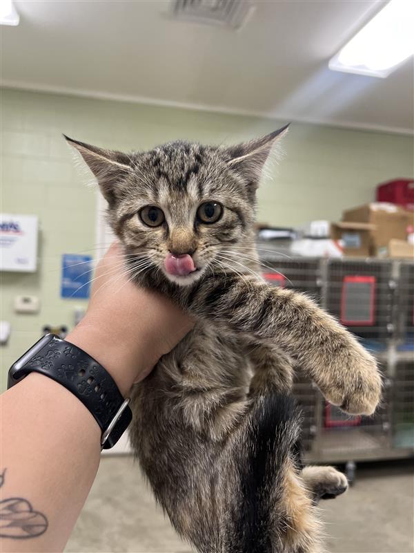 Coral, an adoptable Domestic Short Hair in Hutchinson, KS, 67504 | Photo Image 1