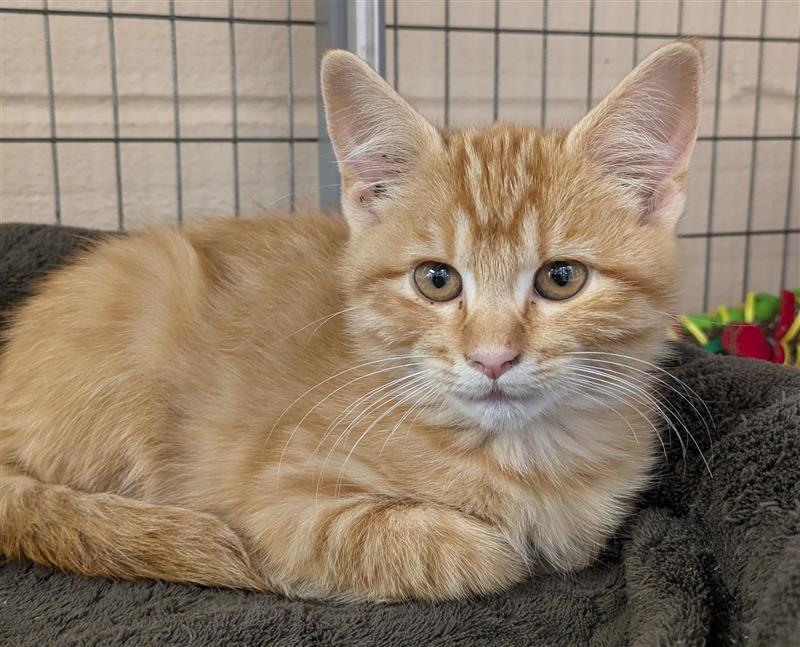 Fuchsia, an adoptable Domestic Short Hair in Hutchinson, KS, 67504 | Photo Image 1