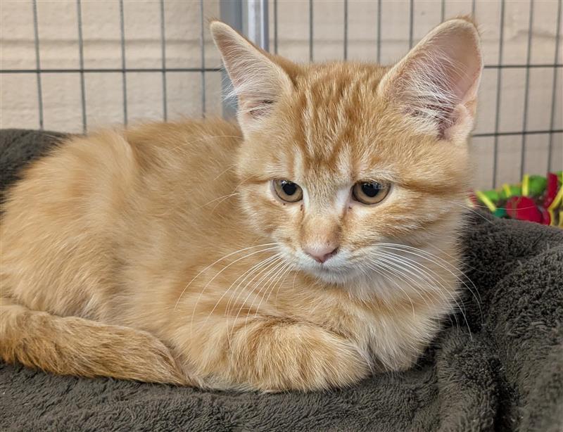 Fuchsia, an adoptable Domestic Short Hair in Hutchinson, KS, 67504 | Photo Image 2