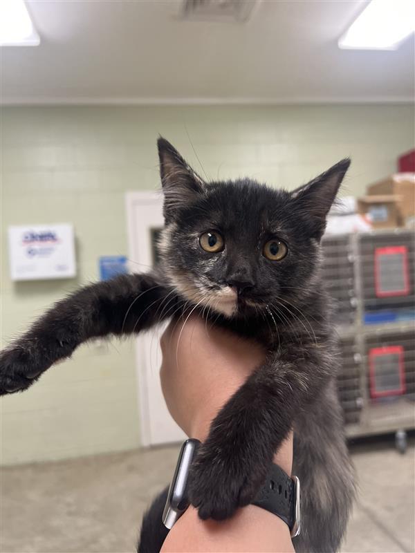 Cat for adoption Marigold, a Domestic Short Hair in Hutchinson, KS