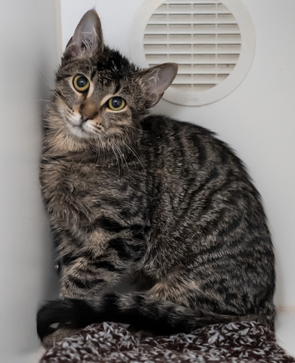 Cat for adoption Woody, a Domestic Short Hair Mix in Winnipeg, MB