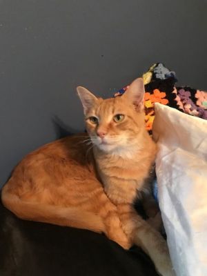 George Meet the King of Head Butts - Your New Best Friend Awaits Thanks for stopping by to meet me