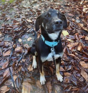 Animal Profile Mac is a handsome 2-year-old 39lb hound mix that is friendly playful and affectio