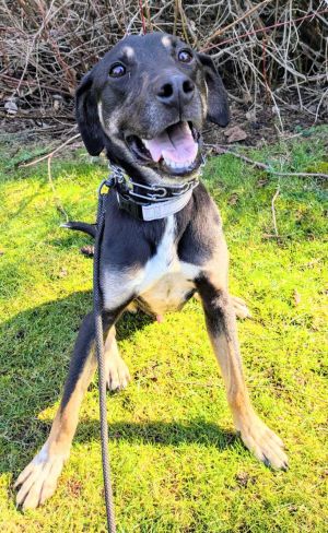 Animal Profile Mac is a handsome 2-year-old 39lb hound mix that is friendly playful and affectio
