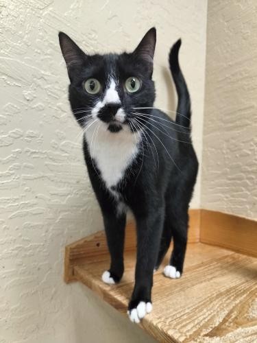 Arwen, an adoptable Domestic Short Hair in Parlier, CA, 93648 | Photo Image 1
