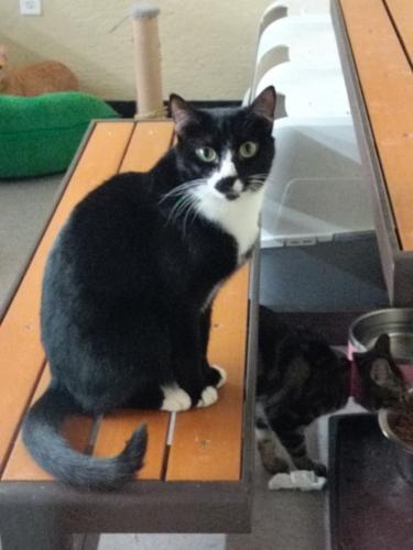 Arwen, an adoptable Domestic Short Hair in Parlier, CA, 93648 | Photo Image 2
