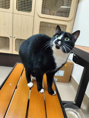 Arwen, an adoptable Domestic Short Hair in Parlier, CA, 93648 | Photo Image 3