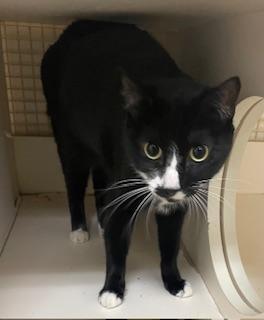 Arwen, an adoptable Domestic Short Hair in Parlier, CA, 93648 | Photo Image 4