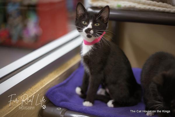 Arwen, an adoptable Domestic Short Hair in Parlier, CA, 93648 | Photo Image 5