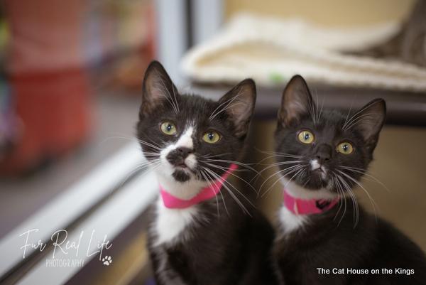 Arwen, an adoptable Domestic Short Hair in Parlier, CA, 93648 | Photo Image 6