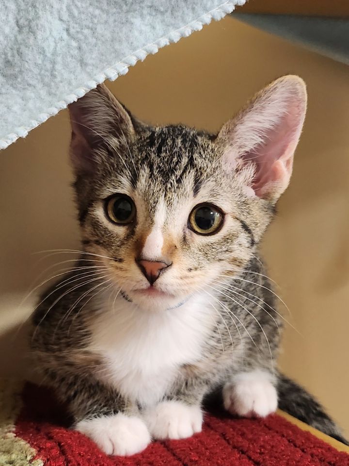 Cat for adoption Craig, a Domestic Short Hair in Phoenix, AZ Petfinder