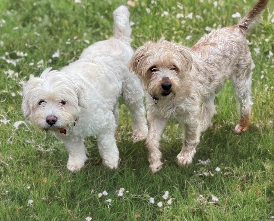 Cider / Pumpkin Spice, an adoptable Poodle, Maltese in Dalton, GA, 30721 | Photo Image 1