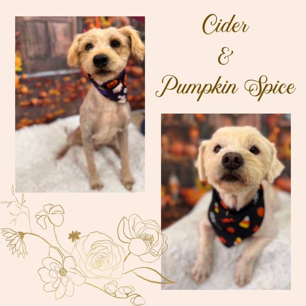 Cider / Pumpkin Spice, an adoptable Poodle, Maltese in Dalton, GA, 30721 | Photo Image 3